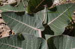 Pinewoods milkweed